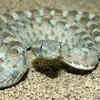 Article image for: How to identify a Saw-Scaled Viper snake: Features, habitat and more