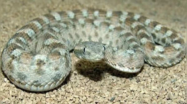 How to identify a Saw-Scaled Viper snake: Features, habitat and more