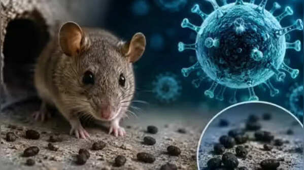 Hantavirus alert: Could your kitchen attract rodents? Everyday mistakes that invite rats indoors