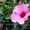 Re-pot and change the soil periodically