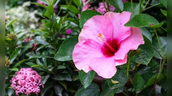 Re-pot and change the soil periodically
