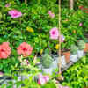 Article image for: Save the plant from pests and illnesses
