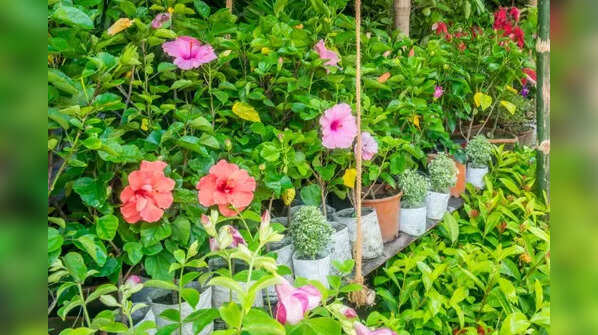 Save the plant from pests and illnesses
