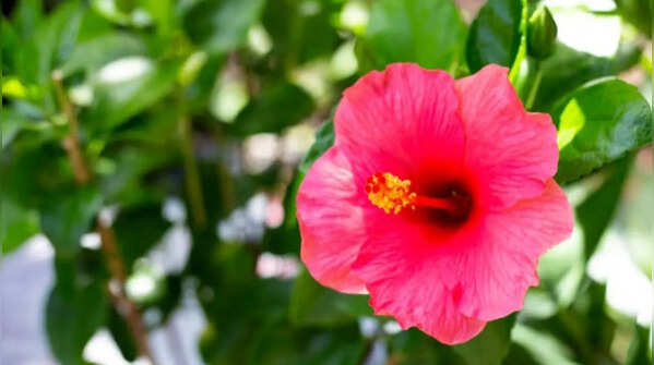 Provide the plant with the necessary fertilizing