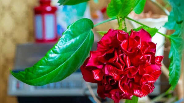 Prune the plant to stimulate fresh branches