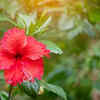 Article image for: How to grow Hibiscus flowers throughout the year
