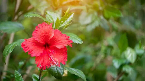 How to grow Hibiscus flowers throughout the year