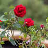 Re-pot and change the soil periodically