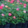 Article image for: Save the <i class="tbold">plant</i> from pests and illnesses