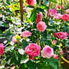 Article image for: Prune the <i class="tbold">plant</i> to stimulate fresh branches