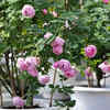 Article image for: How to grow Hibiscus flowers throughout the year
