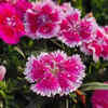Article image for: Feed the <i class="tbold">plant</i> with flowering nutrients