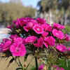 Article image for: Prune the <i class="tbold">plant</i> to promote flowering