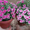 Article image for: How to grow carnation flowers in India? Simple gardening tips