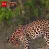 Article image for: Curious Leopard Cub Bob Steals <i class="tbold">heart</i>s At Waterhole