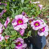 Article image for: Regularly trim fading <i class="tbold">flowers</i>
