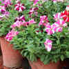 Carefully water petunias