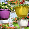 Ensure petunias have sufficient sunlight
