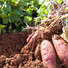 The forgotten factor: How potatoes affect the gut