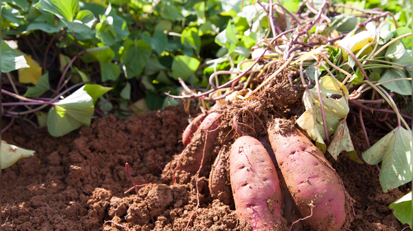 The forgotten factor: How potatoes affect the gut
