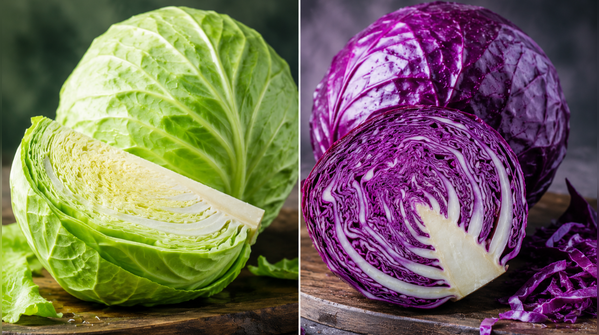 How different are the two popular varieties of cabbage?