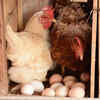 Article image for: Navapur’s egg bowl cracks: Avian flu, credit crunch shrink poultry hub