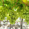 Article image for: Nashik grape exports slip by 9.6% in 2025-26 amid weather shocks