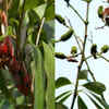 Article image for: Sting bug infestation, unseasonal rain threaten state’s litchi crop