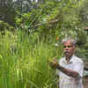 Article image for: Retired police sub inspector cultivates basmati rice on terrace garden