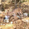 Article image for: Deer in Perungalathur reserve forest scavenge dumped waste