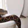 Snakes