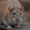 Rats