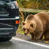 Article image for: Paying no attention to warning signs from a bear