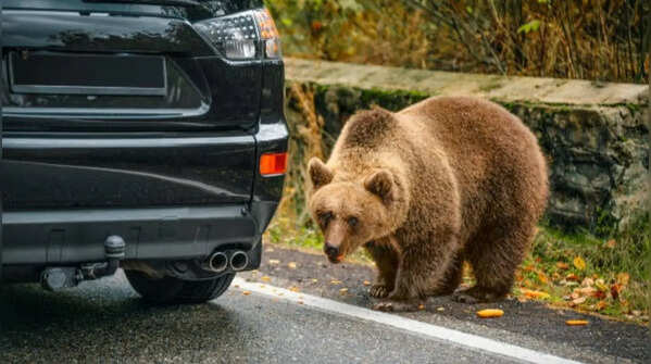 Paying no attention to warning signs from a bear