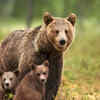 Coming too close to the mother bear and her cubs