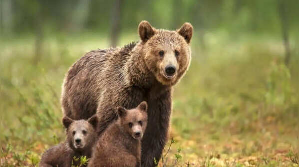 Coming too close to the mother bear and her cubs