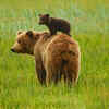 Article image for: Getting close to the bear to take a <i class="tbold">picture</i> or video