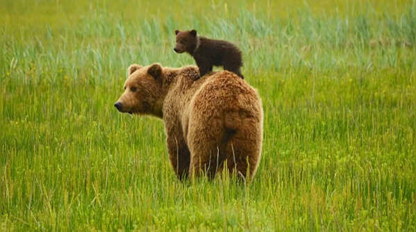 Getting close to the bear to take a picture or video