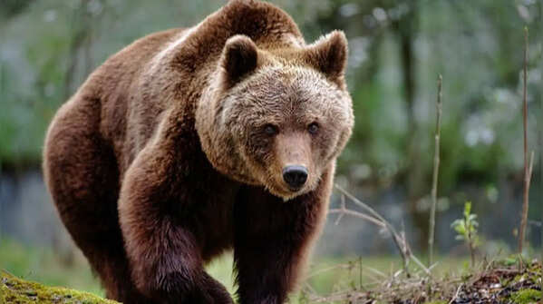 What to do if you encounter a bear in the wild: The most common mistakes people make during a bear encounter
