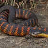 Red-Bellied black snake