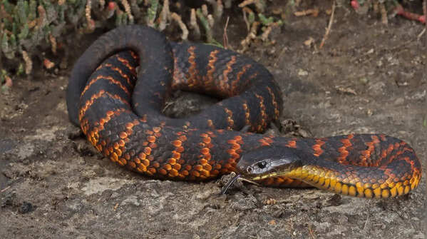Red-Bellied black snake