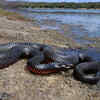 Article image for: Common death adder