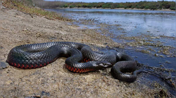 Common death adder