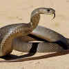 Eastern brown snake