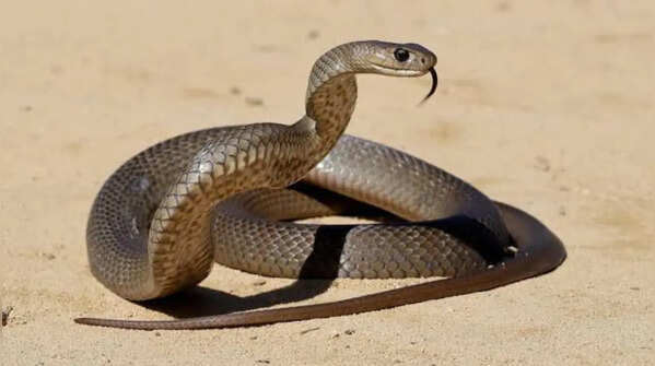 Eastern brown snake