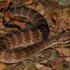 Tiger Snake