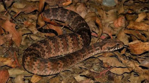 Tiger Snake