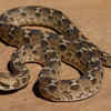 Article image for: Reasons why snakes are drawn to residences and <i class="tbold">garden</i>s