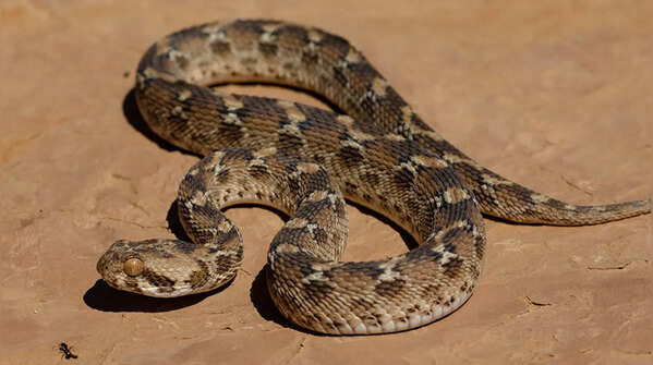 Reasons why snakes are drawn to residences and gardens