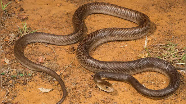 Coastal Taipan